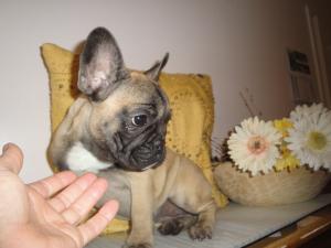 FrenchBulldogpuppy